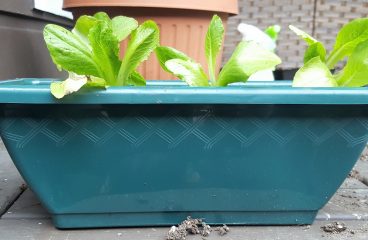 Container Gardening – Progress or Back Steps?